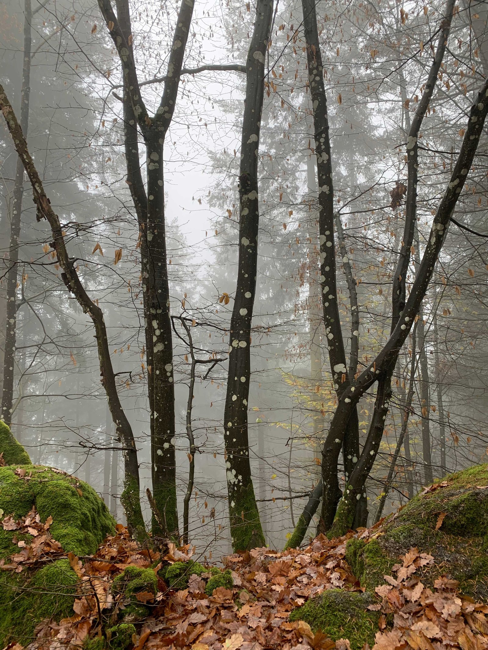 trees olimpia sacareanu