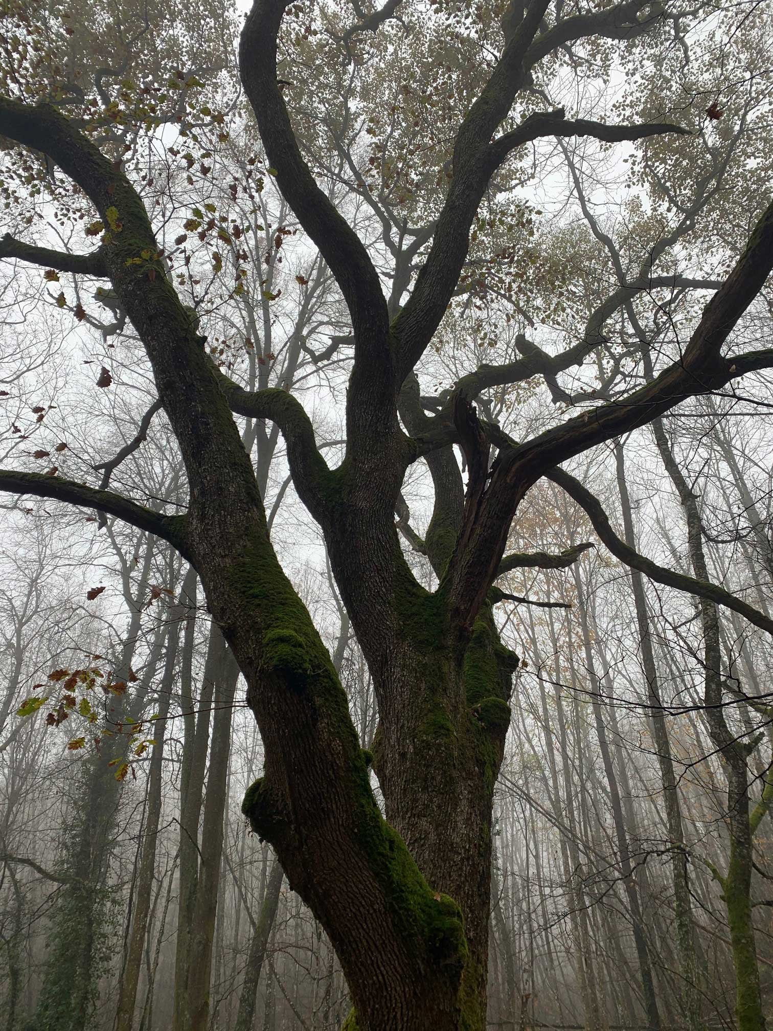 trees olimpia sacareanu